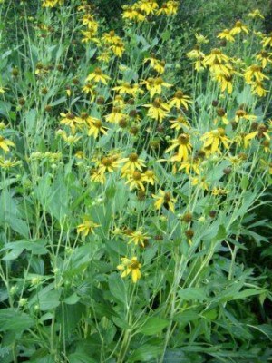 Cutleaf Coneflower